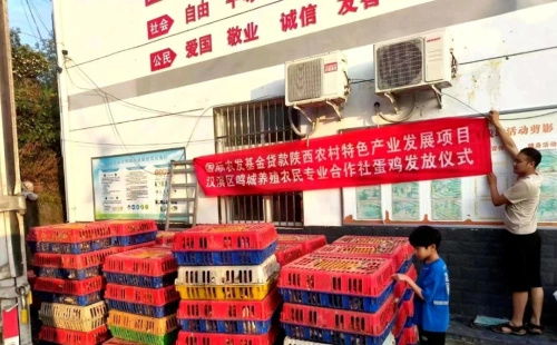 從都市回歸田園 安康80后大學生返鄉創業，蛋雞養殖成就年銷億元夢